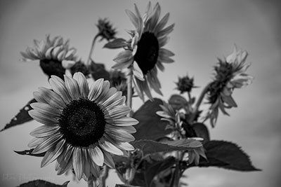 Sunflowers On Saturday