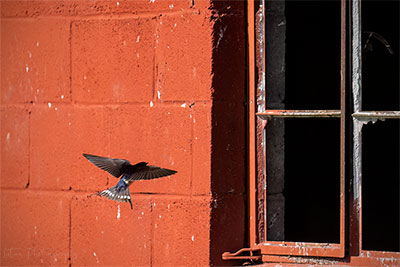 Those Little Suckers Are Hard To Photograph