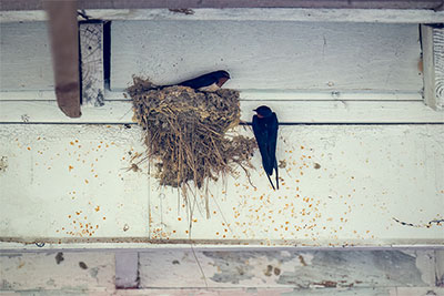 Barn Swallows Nesting Undercover