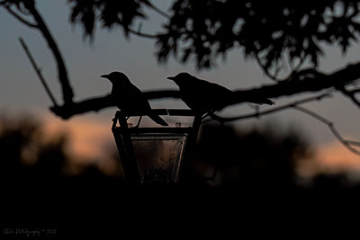 Lovers Watching The Sunset