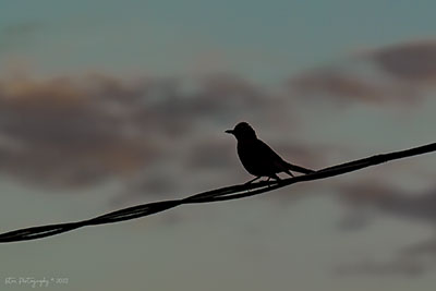 Watching The Moon Rise