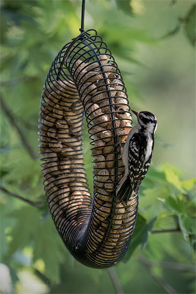 Downy Woodpecker