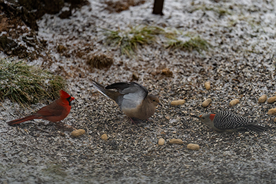 Just Fighting Over Peanuts