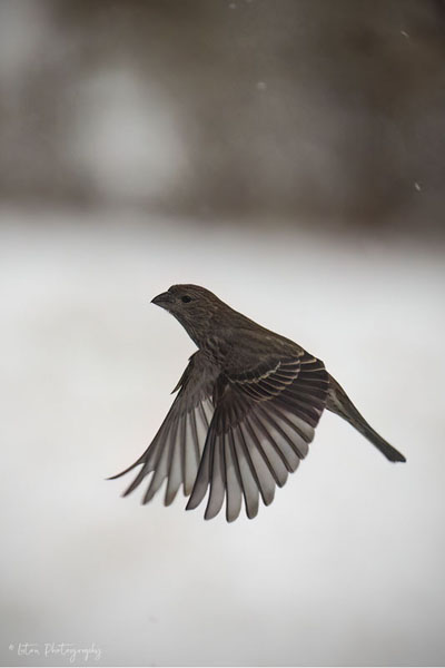 Up Hill, In The Snow, Both Ways