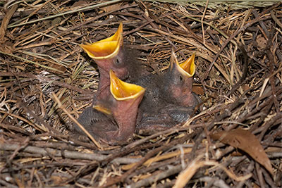 Not What You Expect Opening The Grill