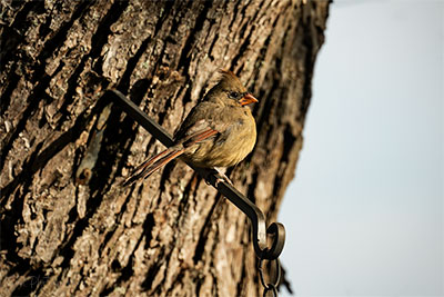 Just Trying To Blend In