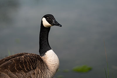 Just Keeping My Eye On You