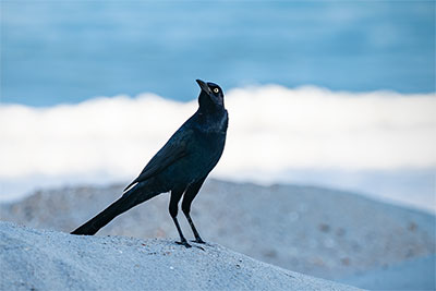 Beached Grackle