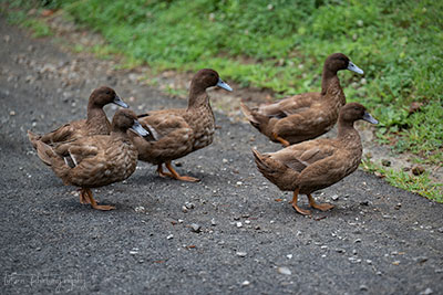 Khaki Cambell Ducks