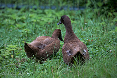 Khaki Cambell Ducks