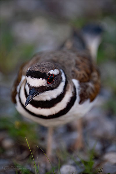 Killdeer