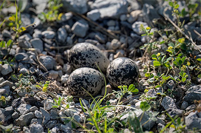 Killdeer's Lay Their Eggs In Gravel Or Rocks To Camouflage Them From Predators