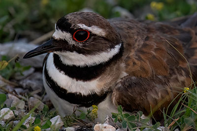 Killdeer Nesting