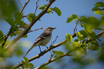 Mockingbird, State Bird Of Tennessee