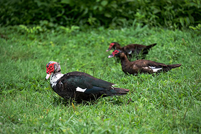 Muscovy Ducks