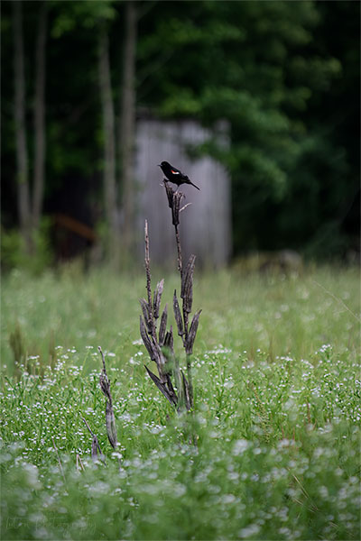 Okra And The Red Wing