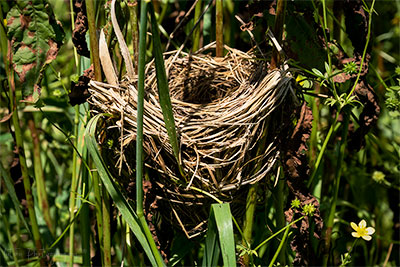 Red Wing Blackbird Nest