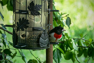 Rose Breasted Grosbeak
