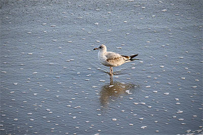 Standing Against The Tide