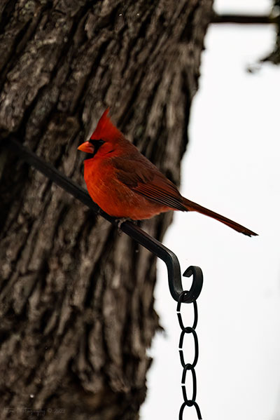 The Cardinal