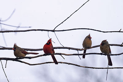 The Cardinal And His Girls