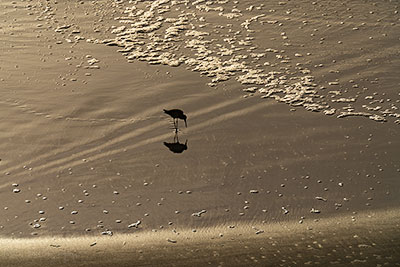 The Early Bird Catches The Mullusk