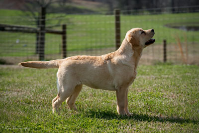 Blacice Southern Breeze at Twin River
'Bre'