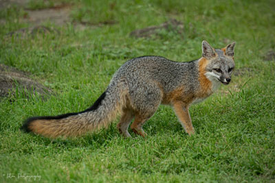 Gray Fox