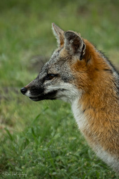 Gray Fox Profile
