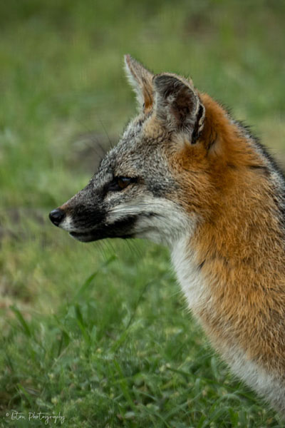 Gray Fox Profile