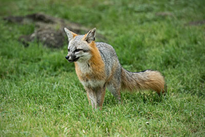 Gray Fox