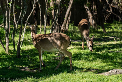 Two White Tailed Deer