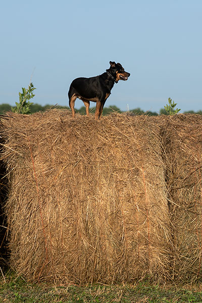 Scouting His Territory