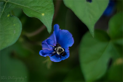 Saving The Earth, One Flower At A Time