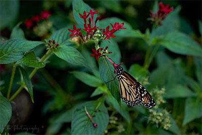 Monarch Butterfly Feeding On Pentas lanceolata