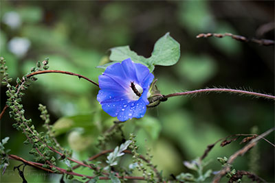 Fauna Or Flora, You Decide