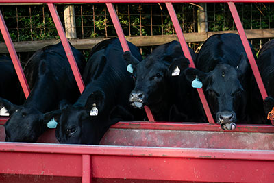 Cow Tongues, Who Knew?