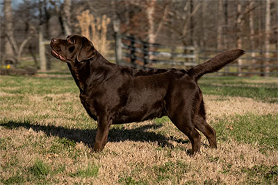 Twin Rivers Top Gun
 'Drake'