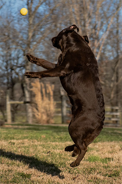 Twin Rivers Top Gun 'Drake'