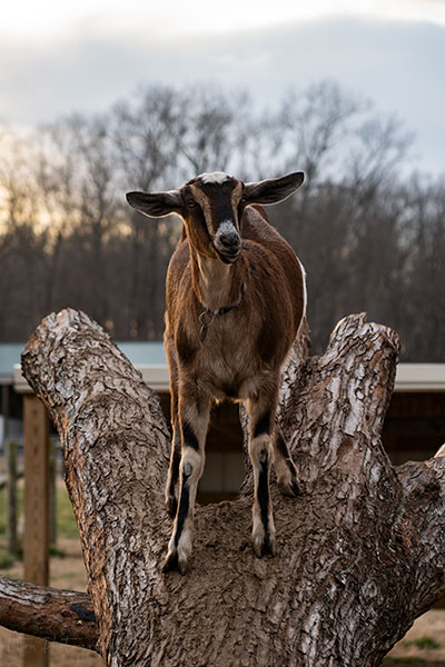 Goat On A Log