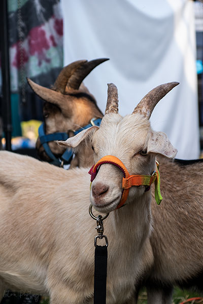 Goats On A Leash