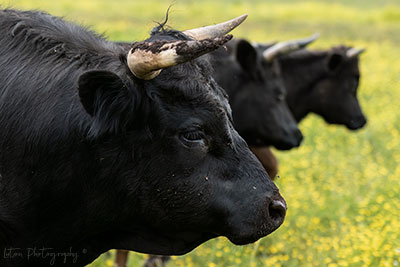 Irish Dexters, In Case You Were Wondering