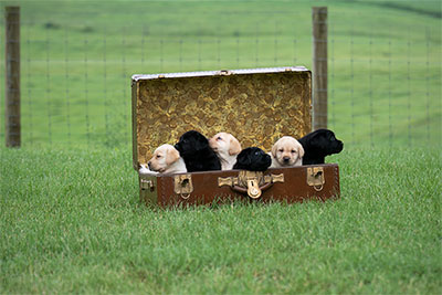 A Foot Locker Full Of Pups