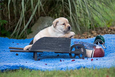 Just Posing In A Wheelbarrow With A Duck On A Narrow Sea Of Blue