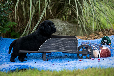 I'm Stuck, So Move The Duck