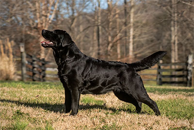 Twin Rivers Forever Legacy 'Roxie'