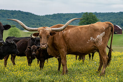 Tennessee Longhorn