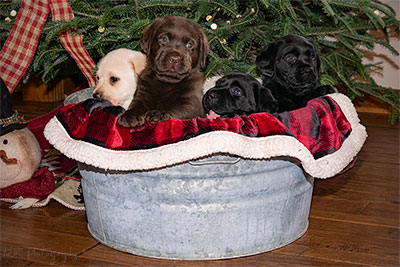 Tub Of Pups