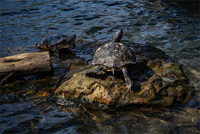 Turtles On The Rocks