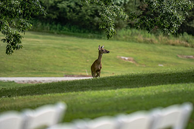 The Wedding Guest Are Starting To Arrive